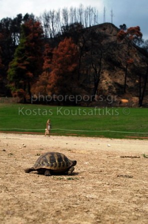 Καμένα 2007 πελοπόνησος Ηλεία Καμένη ολυμπία χελώνα στο στίβο
