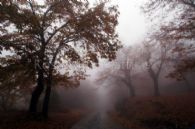 Δρόμος Αρκαδία καστανιώνας ομίχλη