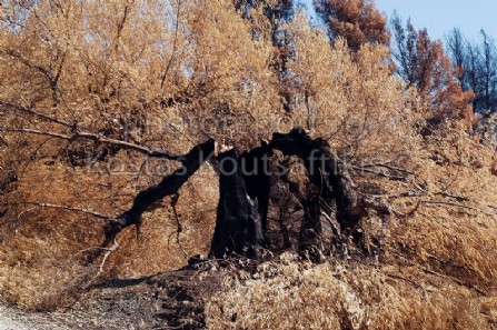 Καμένα 2007 πελοπόνησος Ηλεία Καμένη ελιά