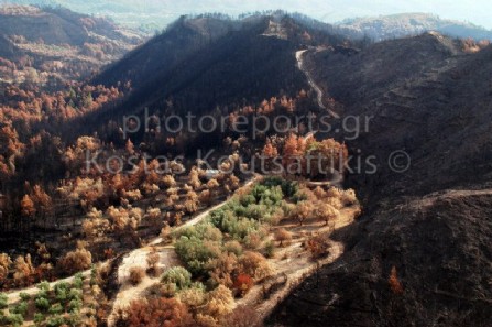 Καμένα 2007 πελοπόνησος Ηλεία Καμένη ελιά 