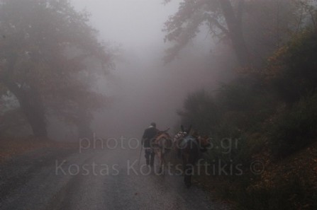Αρκαδία. Αγρότης με τα γαϊδουράκια του, επιστρέφει στο χωριό Καστάνιτσα, περπατώντας στην ομίχλη.