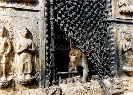 Νεπάλ Κατμαντού Ινδουιστικός ναός Μαϊμούς 07