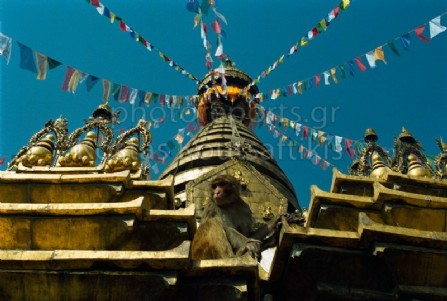 Νεπάλ Κατμαντού Ινδουιστικός ναός Μαϊμούς 12