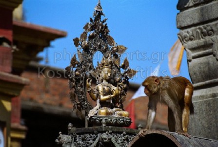 Νεπάλ Κατμαντού Ινδουιστικός ναός Μαϊμούς 13